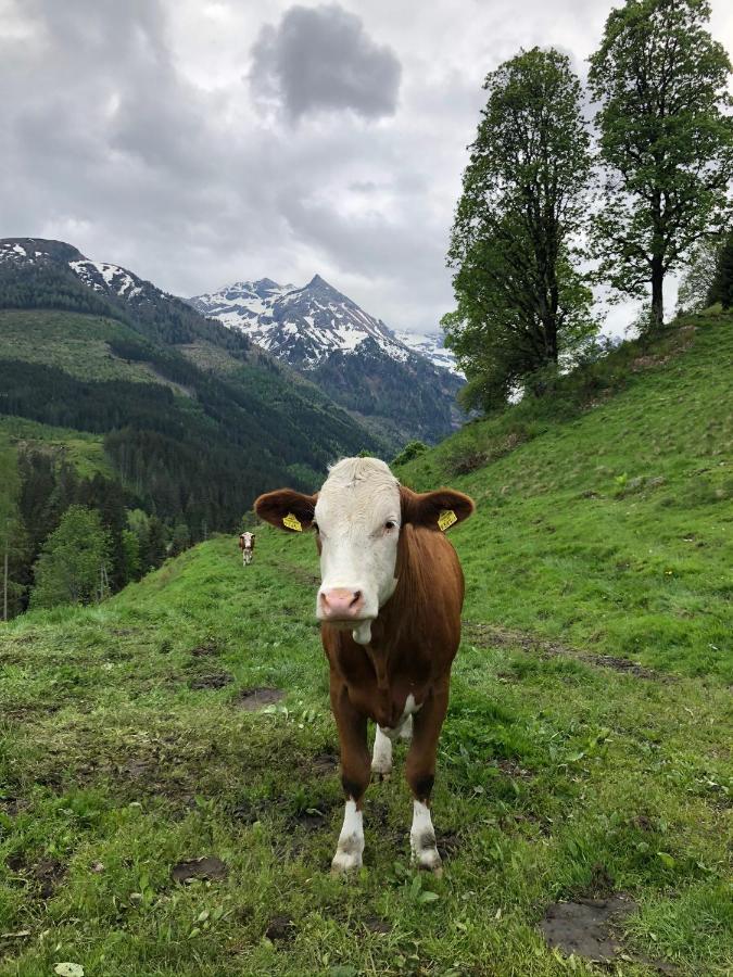 Zauneralm آيش المظهر الخارجي الصورة